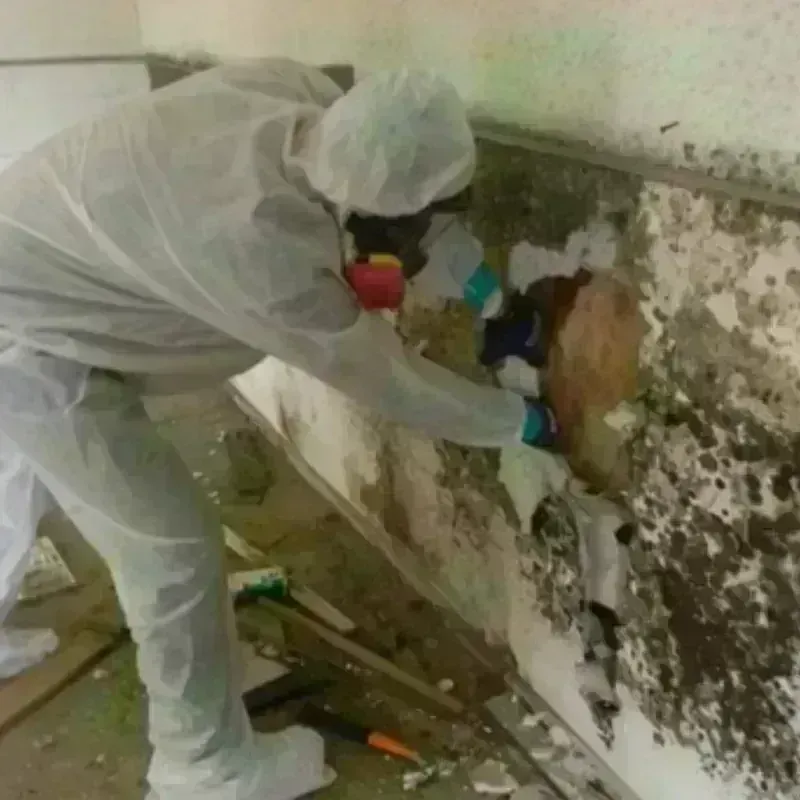 Mold Remediation and Removal in Jamul, CA